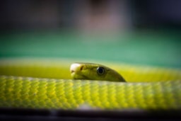 Reptiland Reptiland