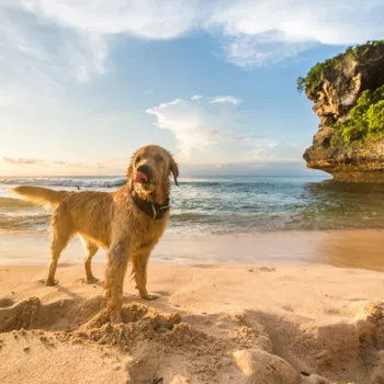 Camping mit Hund - CampingDirect