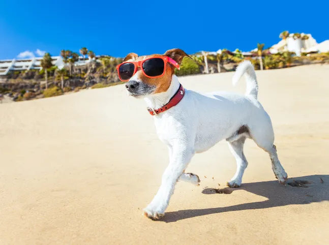 Perro Campings con perro - CampingDirect