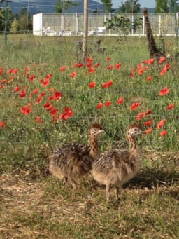 Location - Roulotte-Gîte Coquelicot - La Ferme de l'Autruche Drômoise