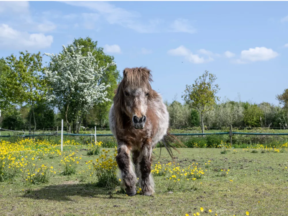 Camping De Wedze Camping De Wedze