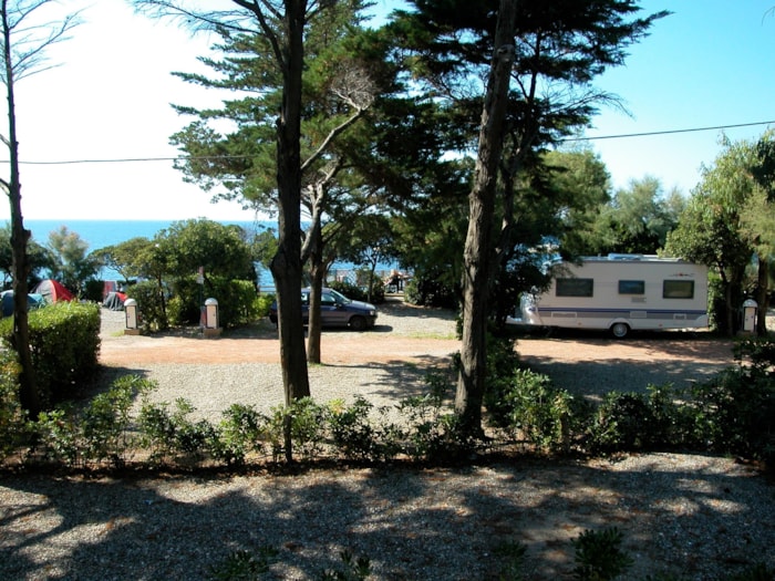 Piazzola Medium
