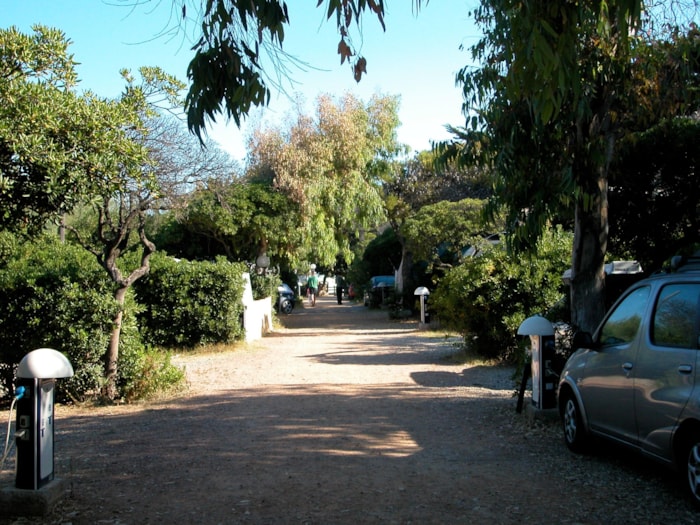 Piazzola Medium