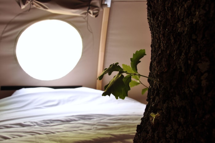 Cabane Dans Les Arbres
