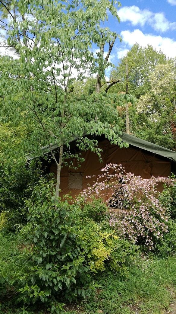 Tenda Safari