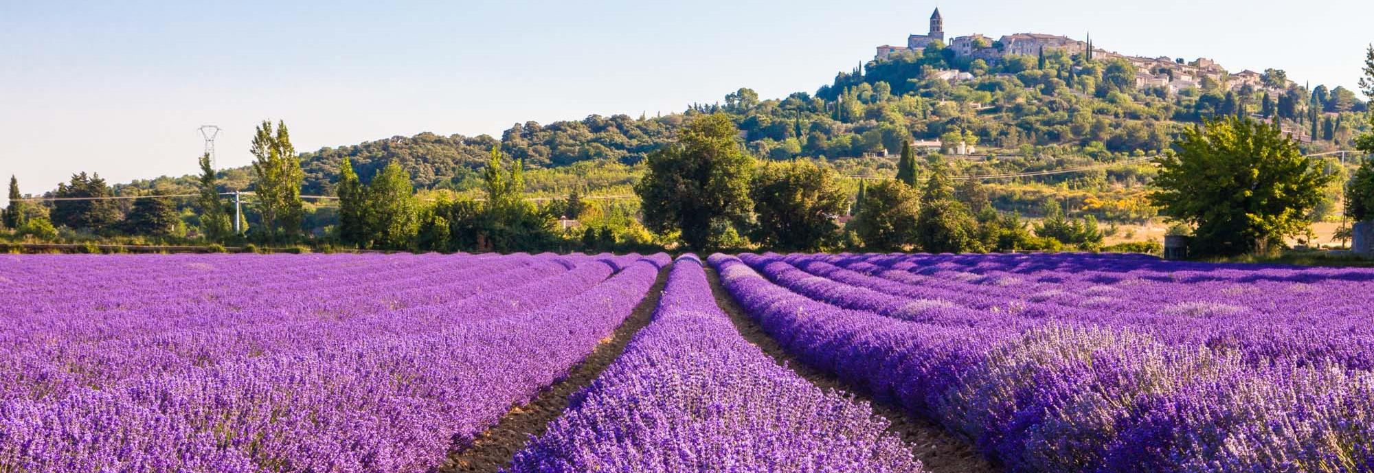 Lavendelveld in Rhone-Alpen, Frankrijk