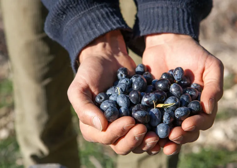 Les vignobles de la Drôme provençale