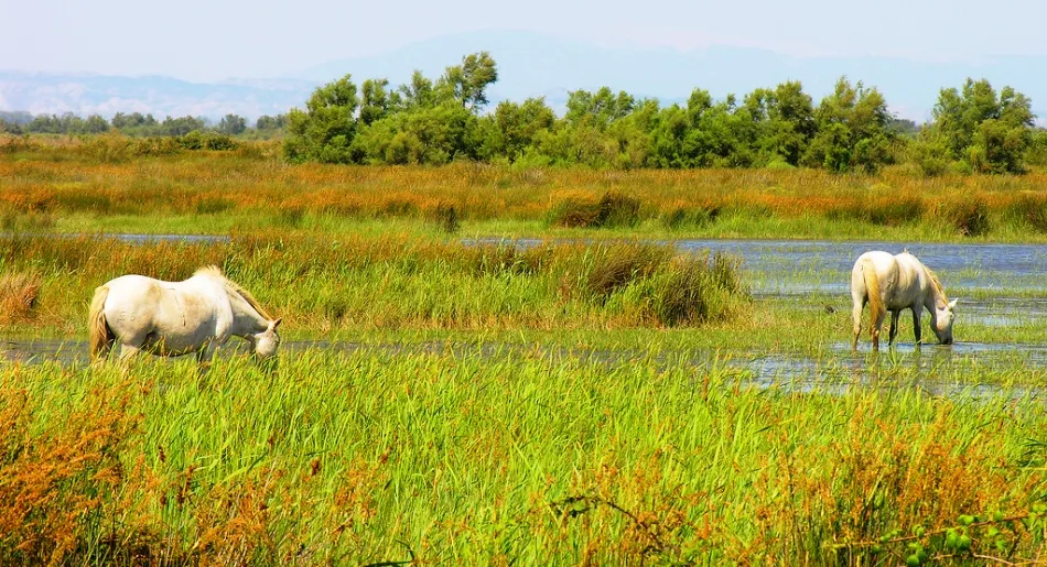 Camargue - Camping Direct