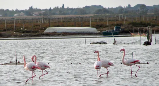 Camping Grande Camargue - CampingDirect - Bild n°1