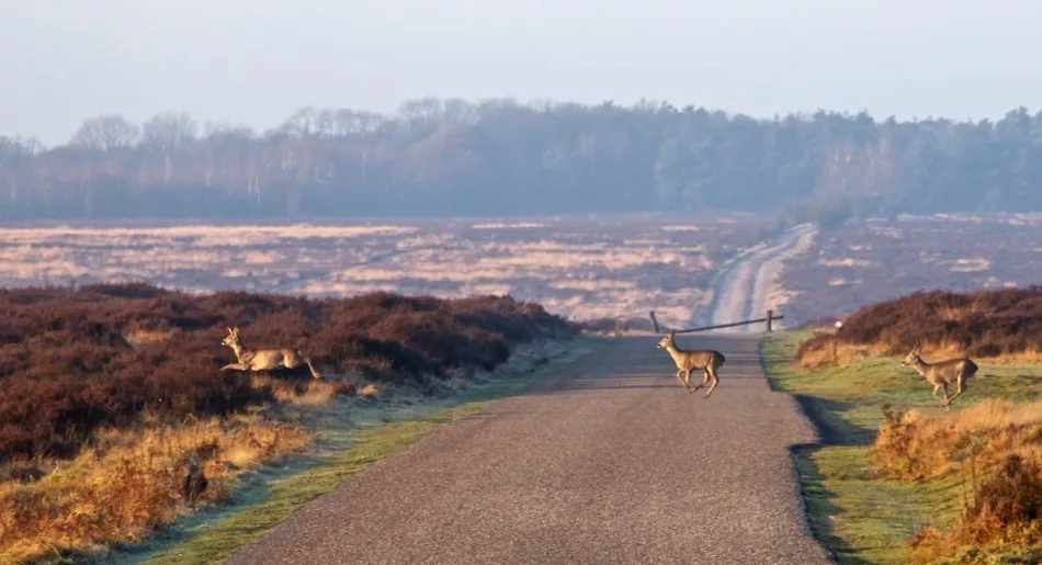 Gueldre Parc national Veluwe