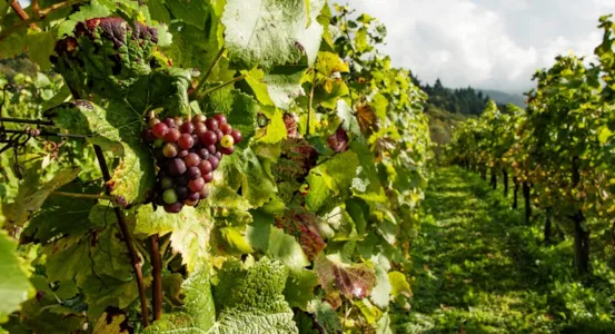 Campings en Burdeos - CampingDirect - Imagen n°1