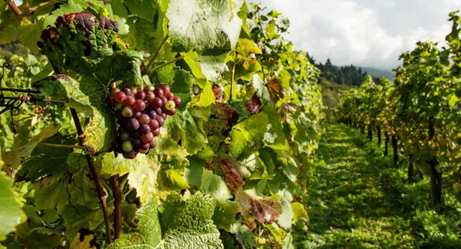 Campings en Burdeos - CampingDirect - Imagen n°2