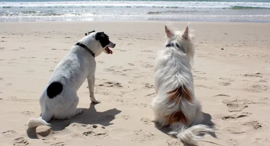 Kamperen met hond - CampingDirect - Afbeelding n°1