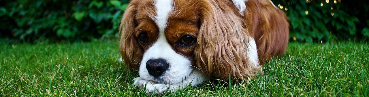 camping perros andalucia