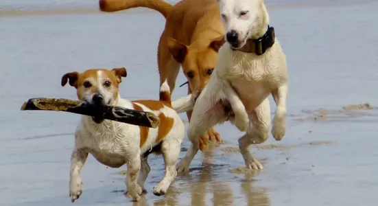 Camping en Bretagne avec chien - CampingDirect - Image n°1