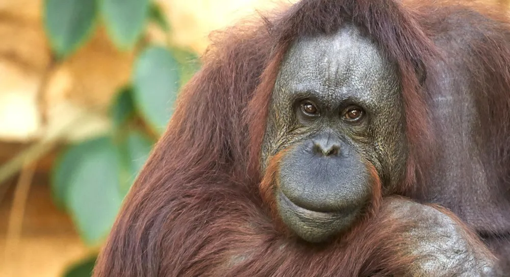 Campings proche du Zoo de la Palmyre - CampingDirectSpecialCE - Image n°1