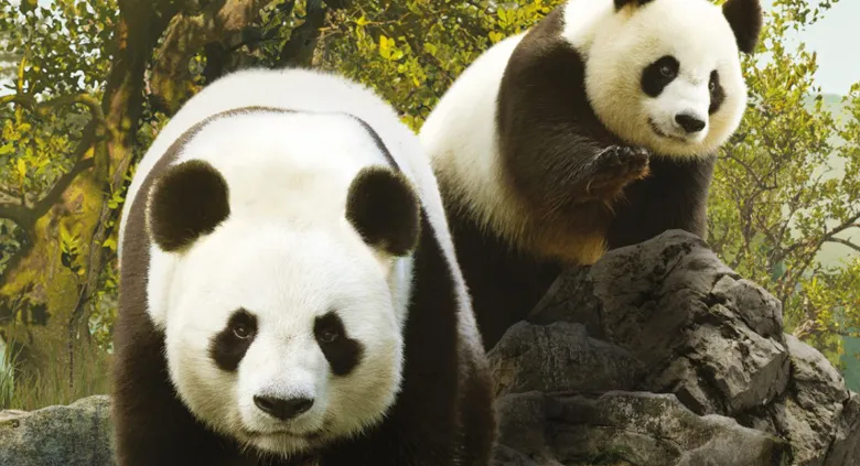 Campings proche du Zoo de Beauval - CampingDirectSpecialCE - Image n°1