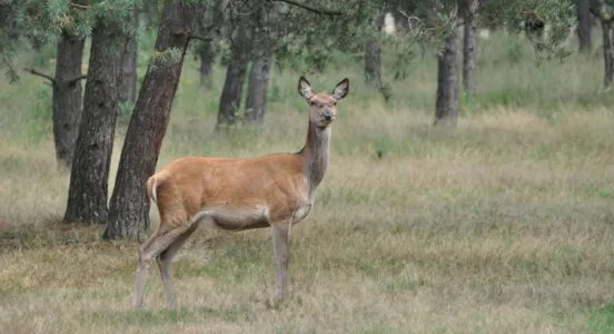 Camping Veluwe - CampingDirect - Afbeelding n°1