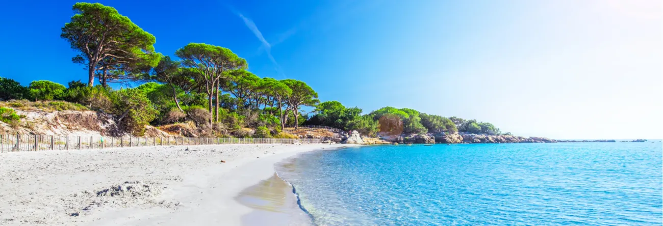 Sandstrand Palombaggia mit Pinien und kristallklarem Wasser auf Korsika