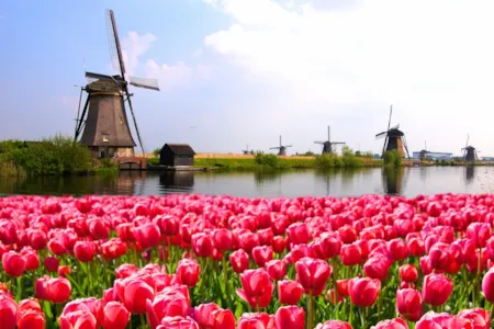 Windmühlen im Vordergrund pinkes Tulpenfeld