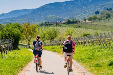 Zwei Radfahrer in den Weinbergen in Rheinland-Pfalz
