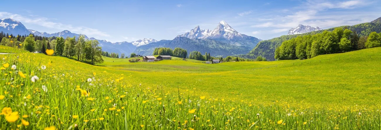 Idyllische Bergkulisse mit blühender Almwiese in den bayerischen Alpen