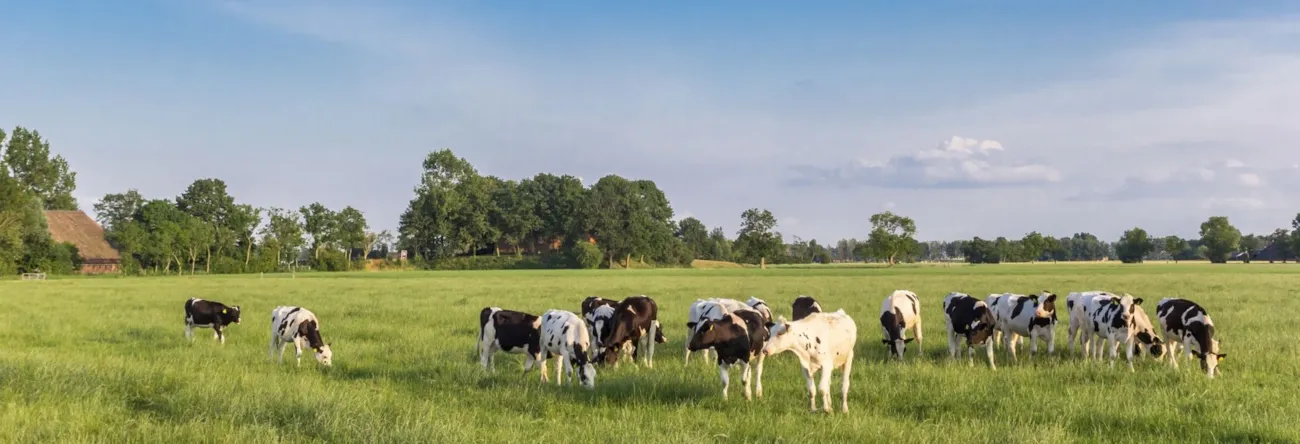 Schwarz-weiße Holsteinkühe auf einer Wiese in Groningen, Niederlande