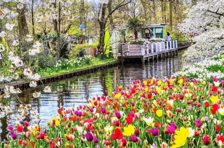Bunte Tulpen an einer Gracht auf dem Keukenhof in Lisse, Südholland