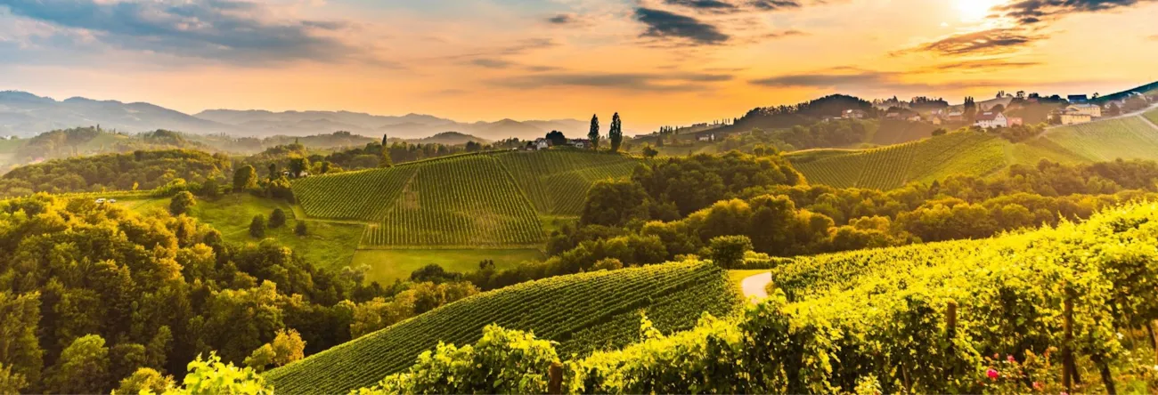 Weinberge entlang der Weinstraße in der Südsteiermark, Österreich
