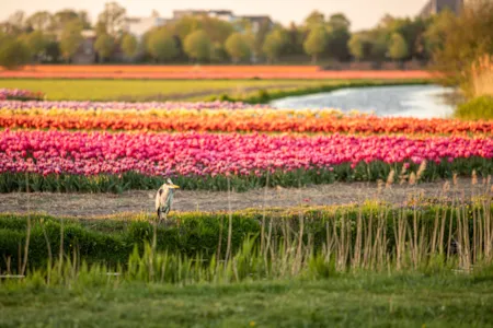 Champs de tulipes aux Pays-Bas