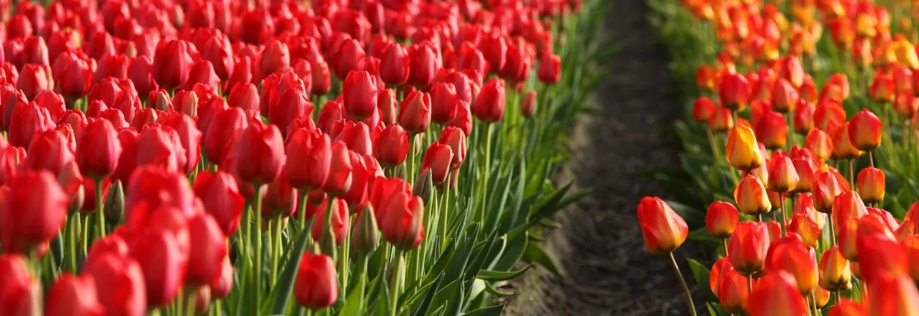 Champs de Tulipes Pays-Bas