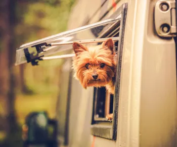 Kleiner Hund schaut aus Wohnmobilfenster