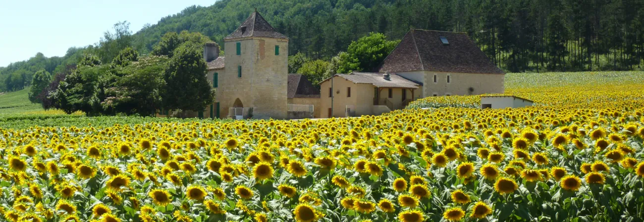 Kleines Château in der Dordogne inmitten eines Sonnenblumenfelds