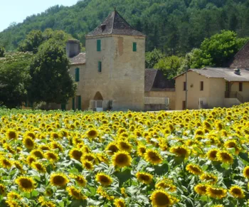 Kleines Château in der Dordogne inmitten eines Sonnenblumenfelds
