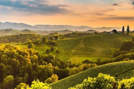 Weinberge entlang der Weinstraße in der Südsteiermark, Österreich