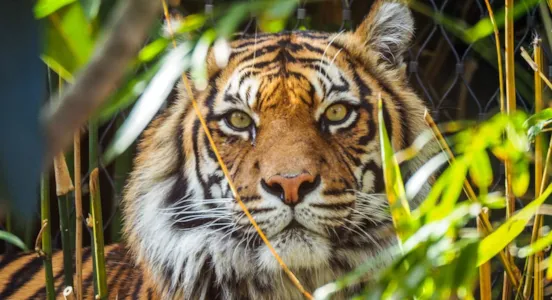 Camping proche du Zoo de Beauval - CampingDirect - Image n°1