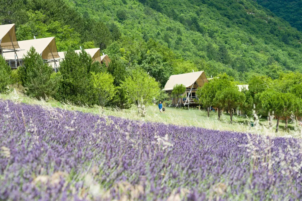 Safarizelte oberhalb eines blühenden Lavendelfelds