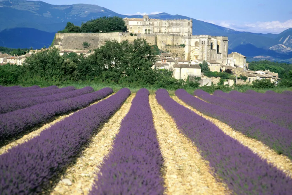 Château de Grignan oberhalb von blühenden Lavendelfeldern