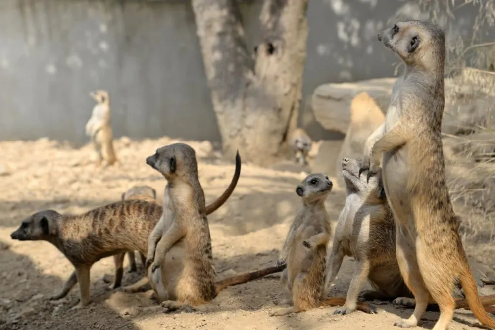 Aufnahme einer Gruppe von Erdmännchen
