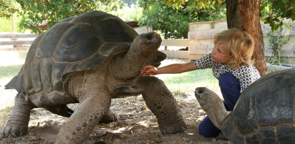Junge streichelt Riesenschildkröte