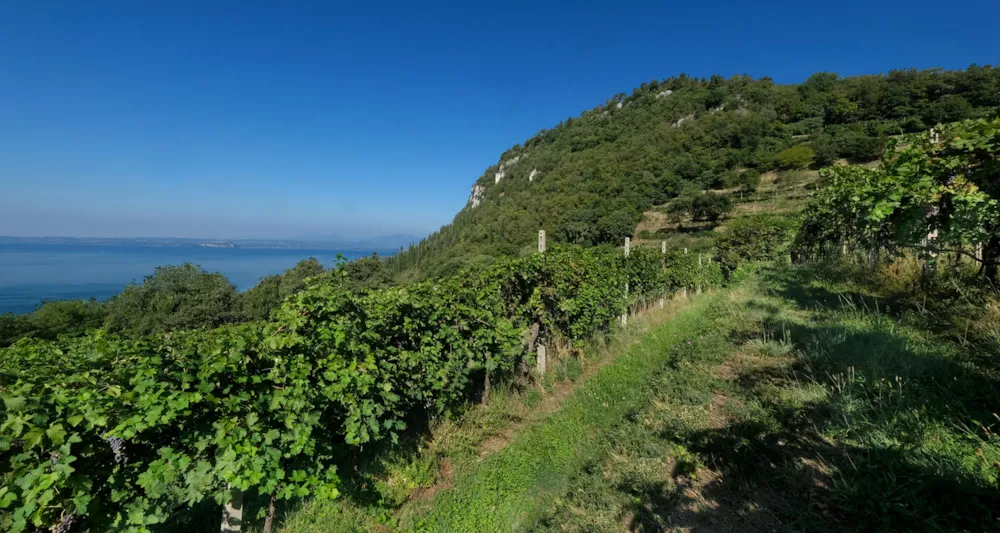 Weinberge