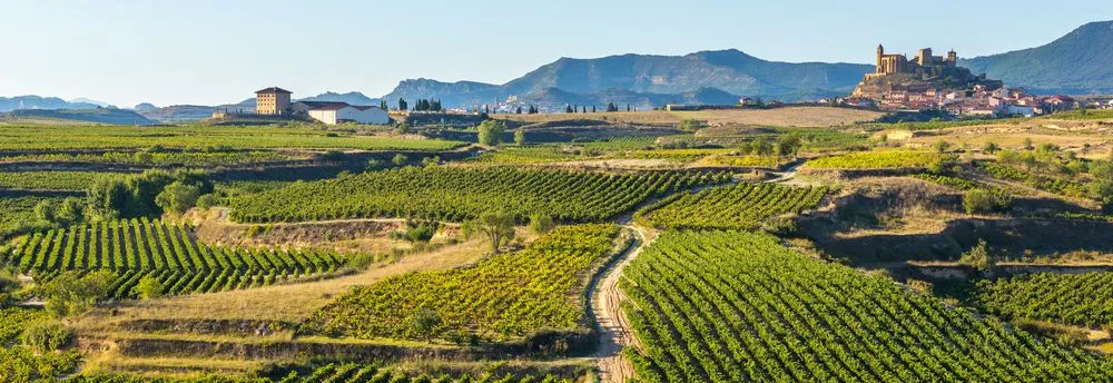 Weinberge in La Rioja, San Vicente de la Sonsierra