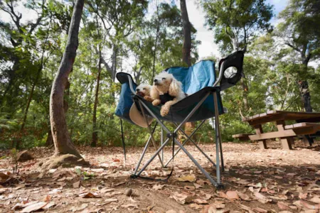 Zwei weiße Hunde auf Campingstuhl umgeben von Bäumen