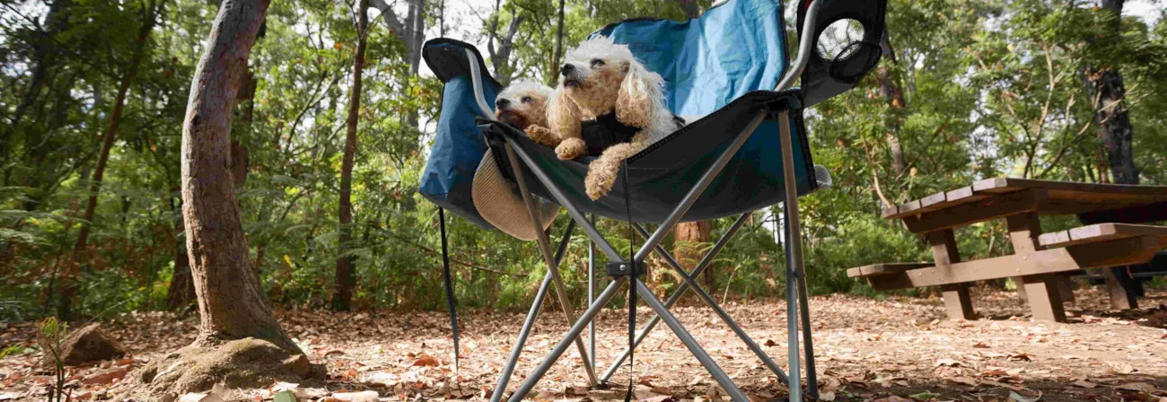 Zwei weiße Hunde auf Campingstuhl umgeben von Bäumen