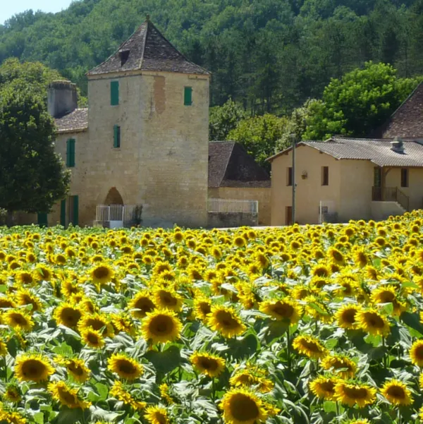Kleines Château in der Dordogne inmitten eines Sonnenblumenfelds