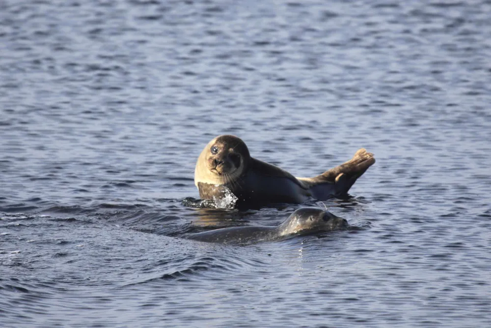 Aufnahme von Seerobben im Wasser