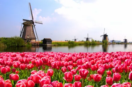 Windmühlen im Vordergrund pinkes Tulpenfeld