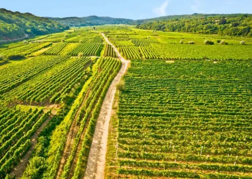 Die Weinberge von Krk - Camping Direct