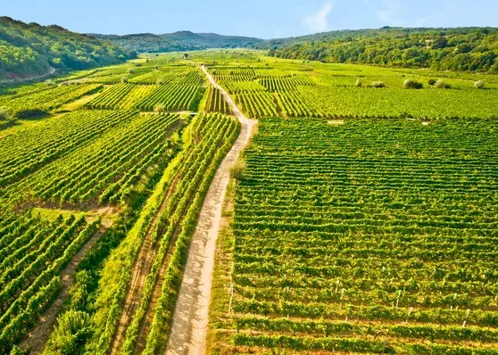 Die Weinberge von Krk - Camping Direct