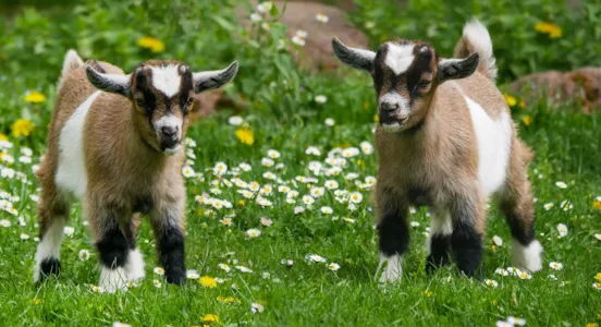 Camping à la ferme - CampingDirect - Image n°1